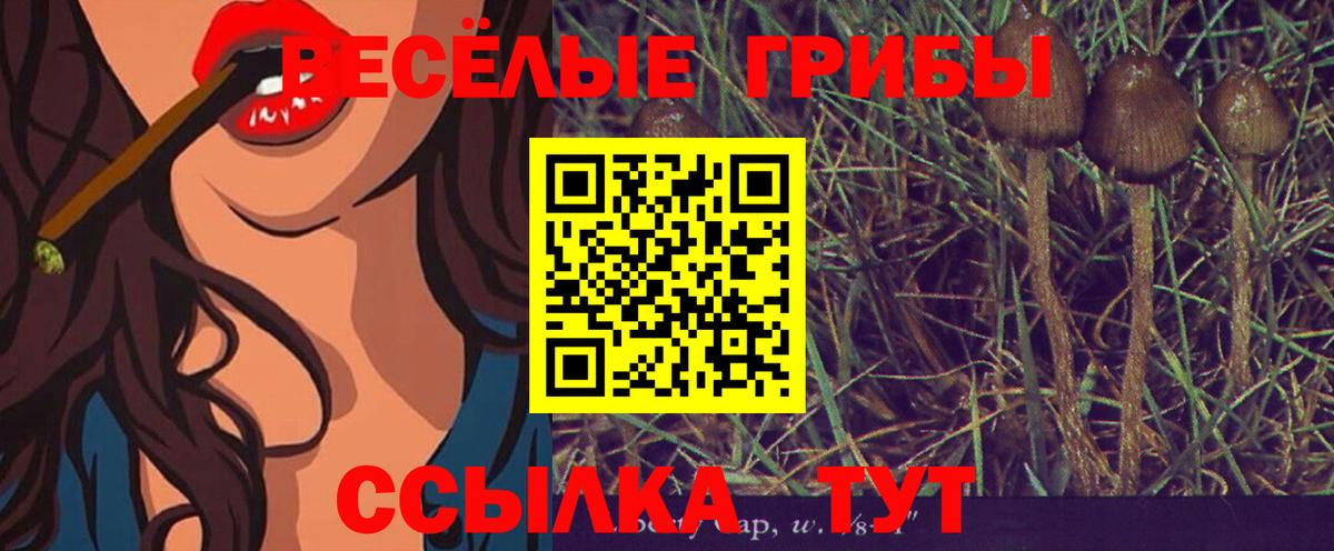 Псилоцибиновые грибы Psilocybe Балаково